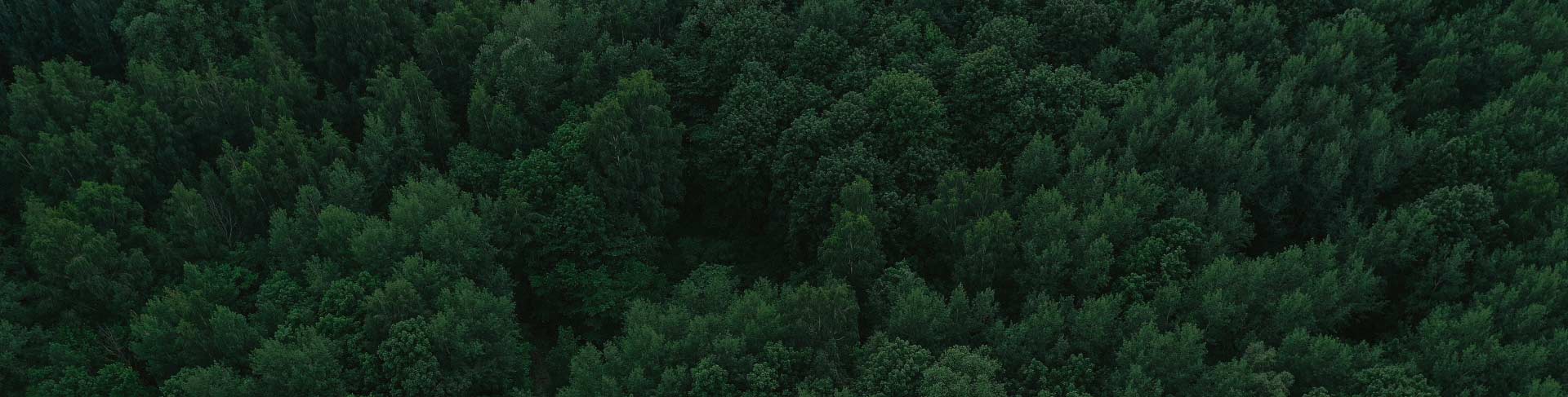 Wald von oben – Herkunft Wildfleisch