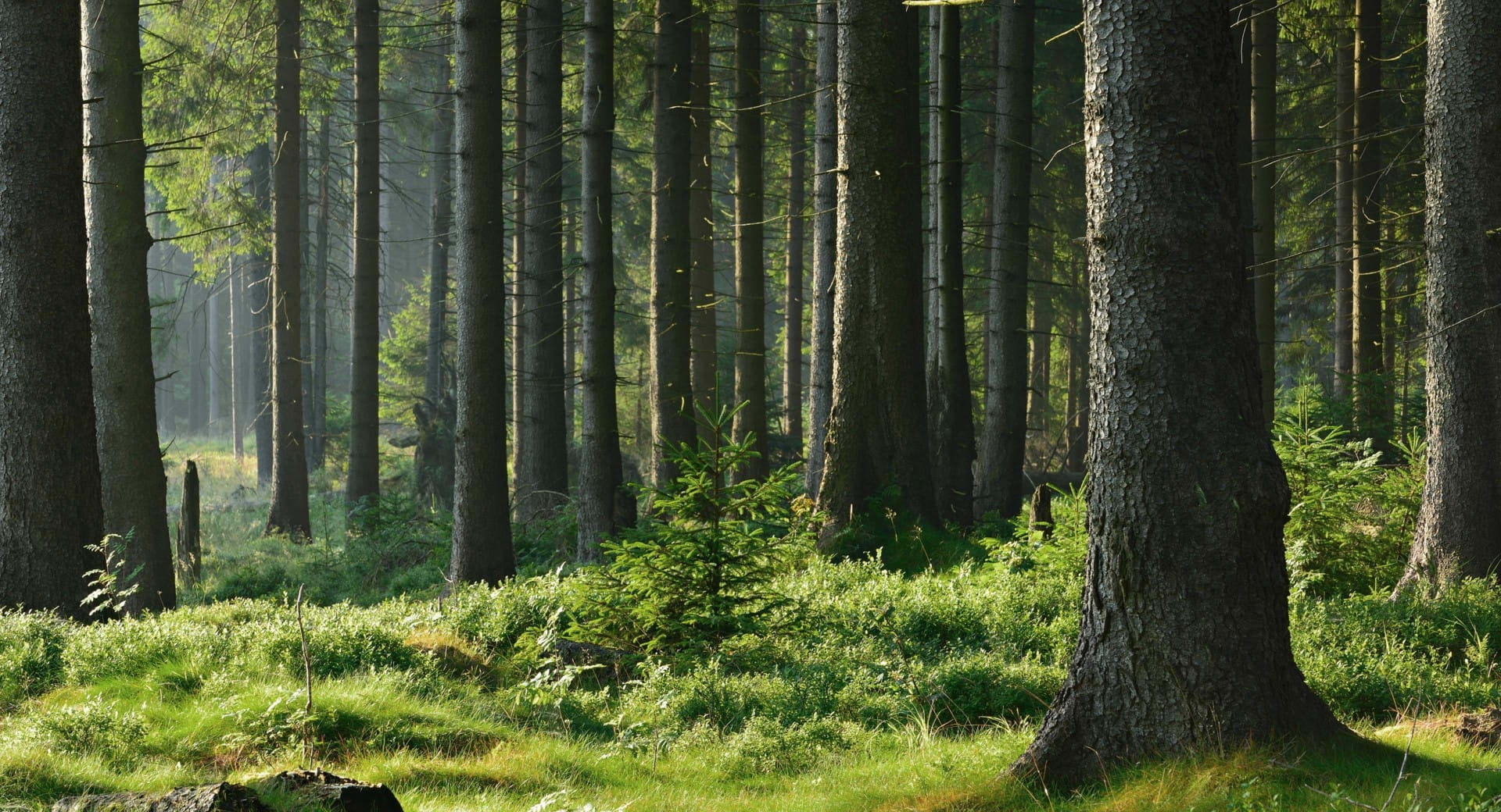 Wildfleisch online kaufen